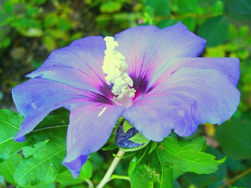 Beautiful Blue Flowers in the world